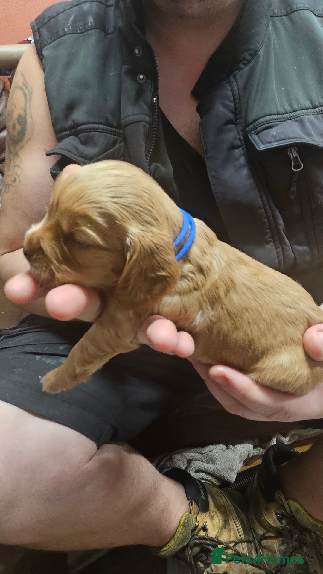 Cocker Spaniel dogs for sale: Beautiful cocker spaniel  - Advert 25