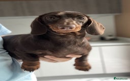Miniature Dachshund dogs for sale: 🩷Stunning Chocolate & Tan Girls 🩷  in Stafford - Image 5