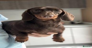 Miniature Dachshund dogs in Stafford - Advert 5