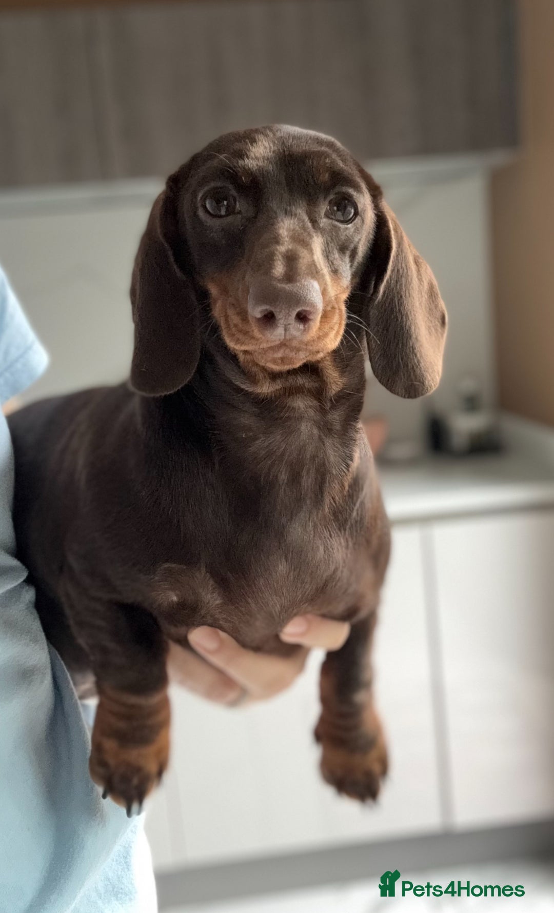 Miniature Dachshund dogs for sale: 🩷Stunning Chocolate & Tan Girls 🩷  in Stafford - Image 5