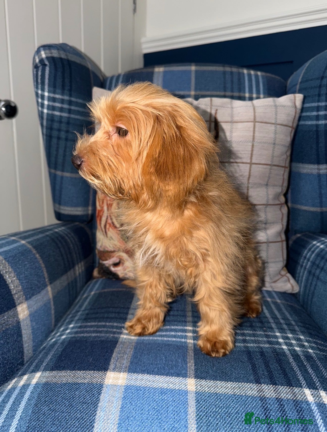 Shihpoo dogs 🩷Beautiful Shihpoo Puppies READY NOW 🧡 - Advert 2