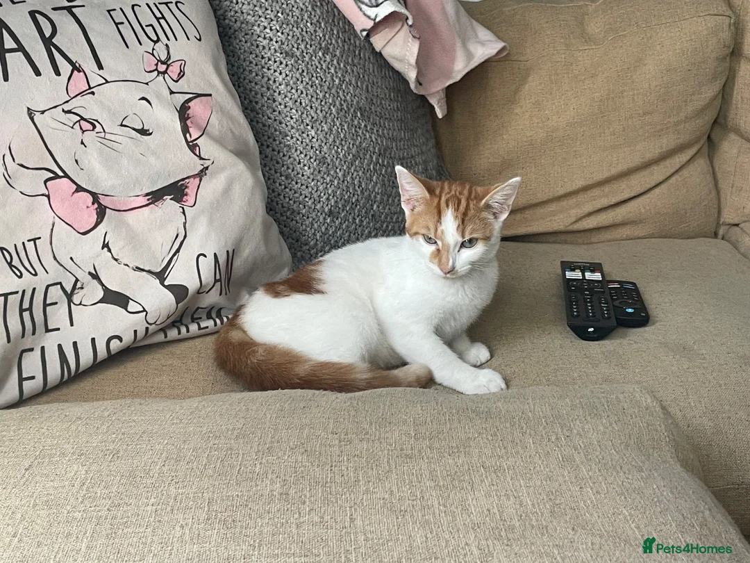 Turkish Van cats for sale: Cinnamon and Honey in Westcliff-on-Sea - Advert 4