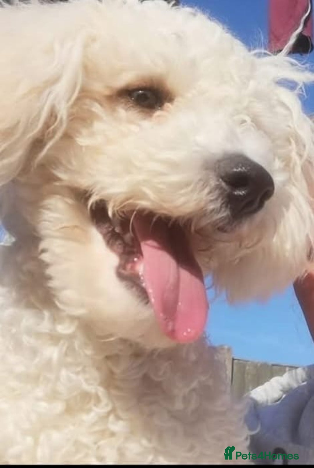 Poochon dogs for sale: Poochon looking for a loving home  - Image 4