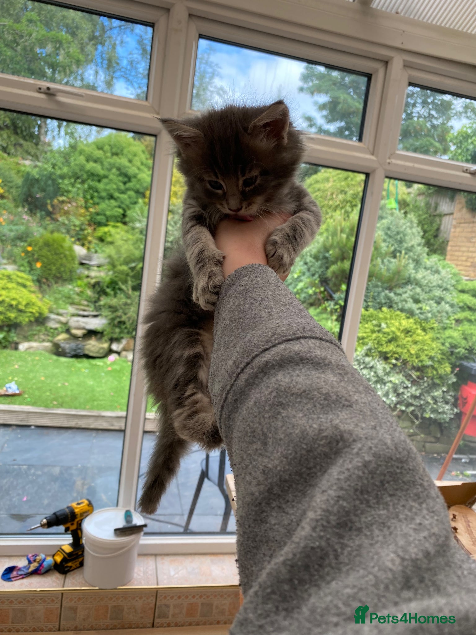 Maine Coon cats for sale: Stunning litter of 3 Maine Coon Female Kittens  - Advert 7