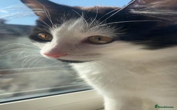 American Shorthair cats for sale: American short hair kitten - Image 2