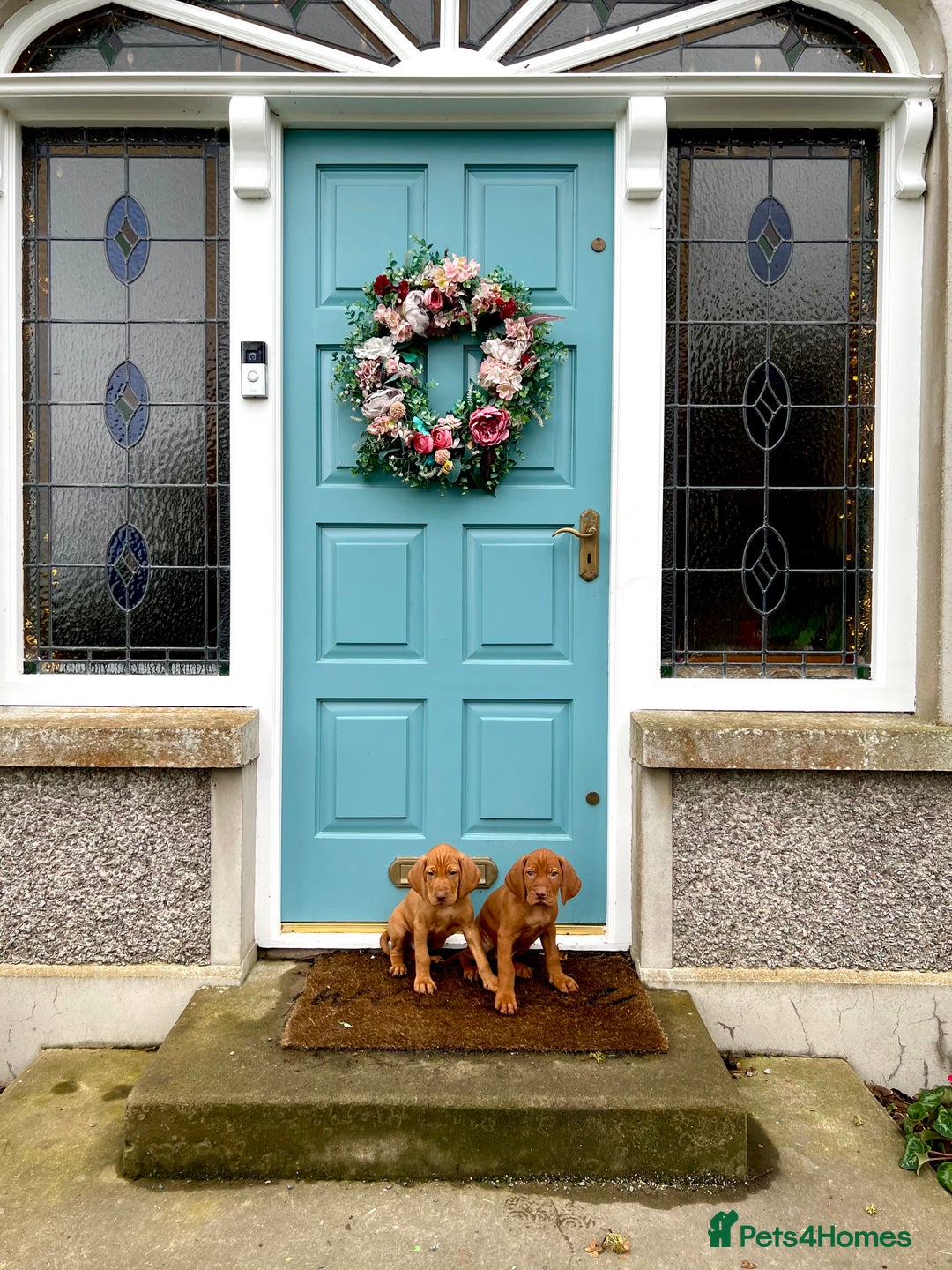 Hungarian Vizsla dogs for sale: Hungarian Vizsla Puppies  - Advert 22