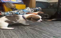 Pomchi dogs for sale: Pomchi puppies - Image 14