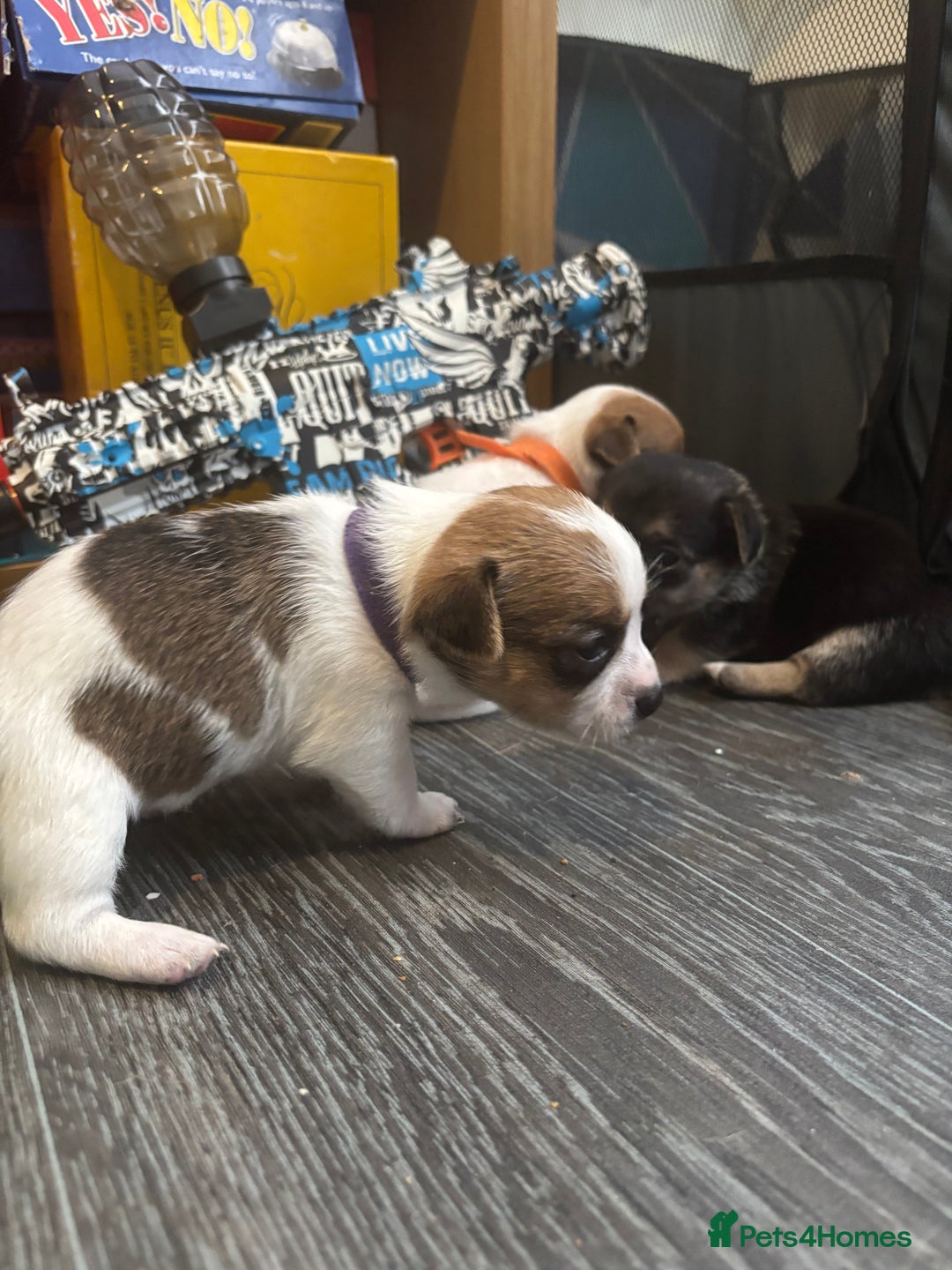 Pomchi dogs for sale: Pomchi puppies - Image 14