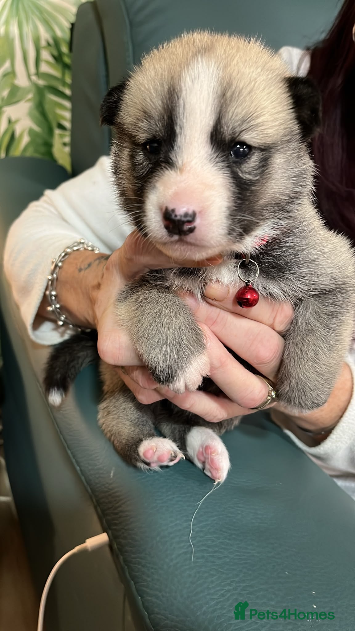 Shepsky dogs Husky Shepard puppies - Advert 2