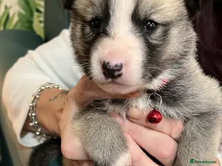 Shepsky dogs Husky Shepard puppies - Advert 2