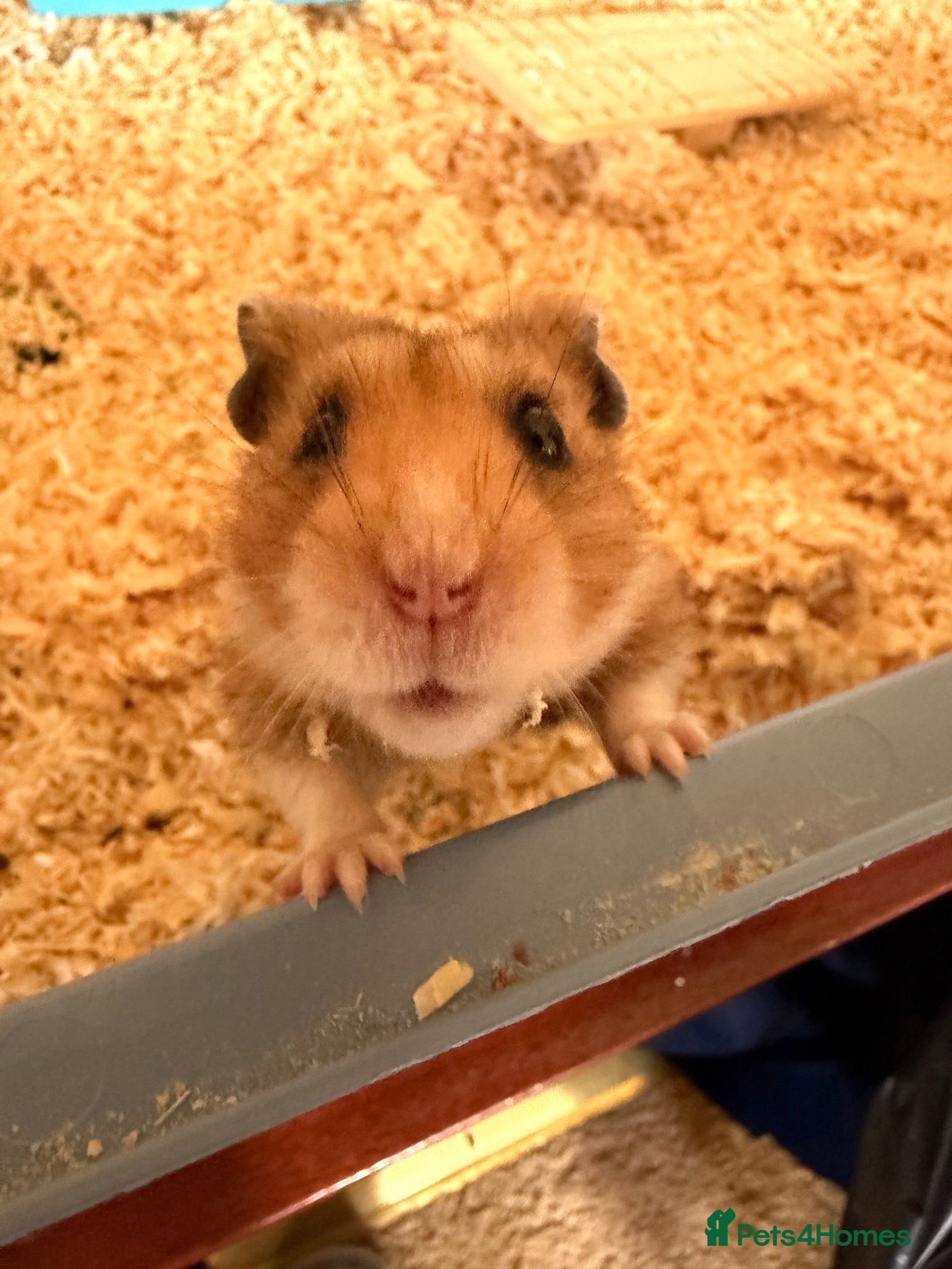 Hamster rodents Syrian Hamster with Large Cage and Toys - Advert 16