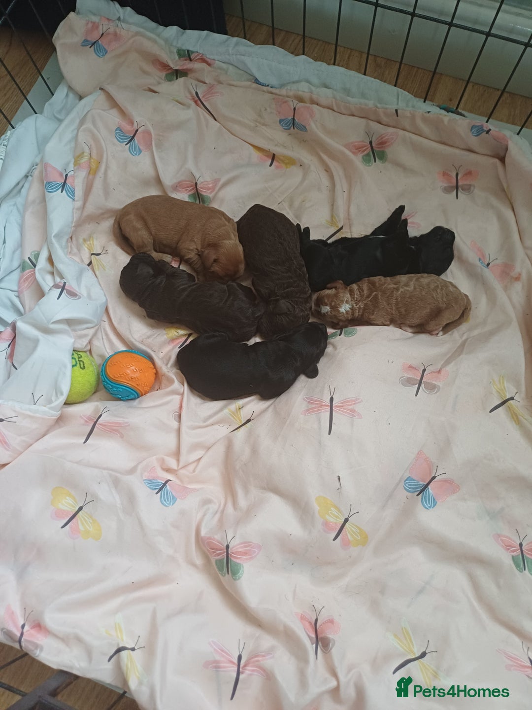 Cockapoo dogs for sale: Gorgeous Cockapoo puppies - Image 3