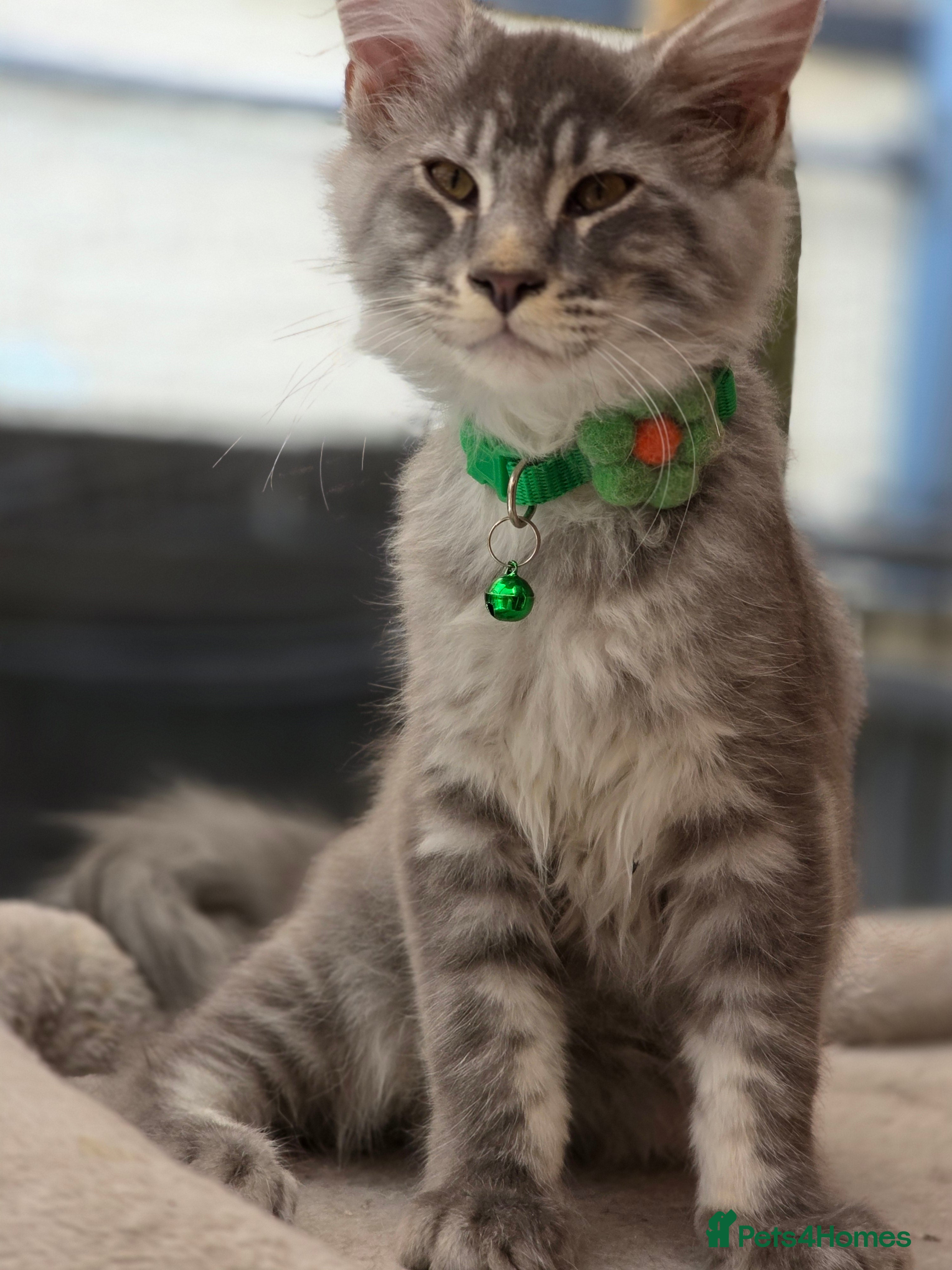 Maine Coon cats ❤️ TICA Registered Maine Coon Kittens Ready Now ❤️ - Advert 2