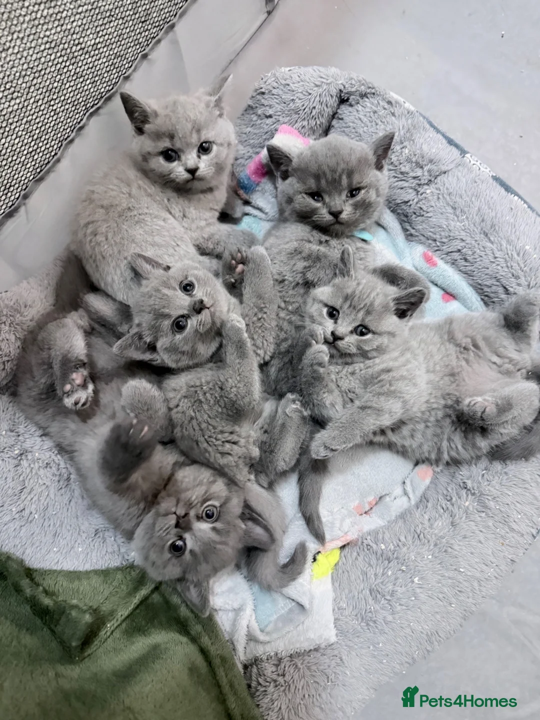 British Shorthair cats for sale: Purebred British short hair kittens 🐱  - Advert 1