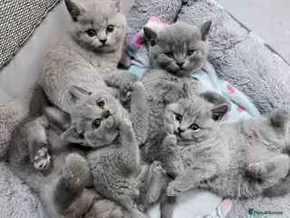 British Shorthair cats Purebred British short hair kittens 🐱 - Advert 1