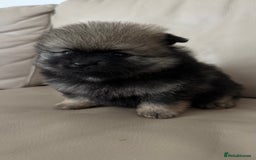 German Spitz dogs for sale: KC Reg Show Type German Spitz (Klein) For Sale. - Image 2