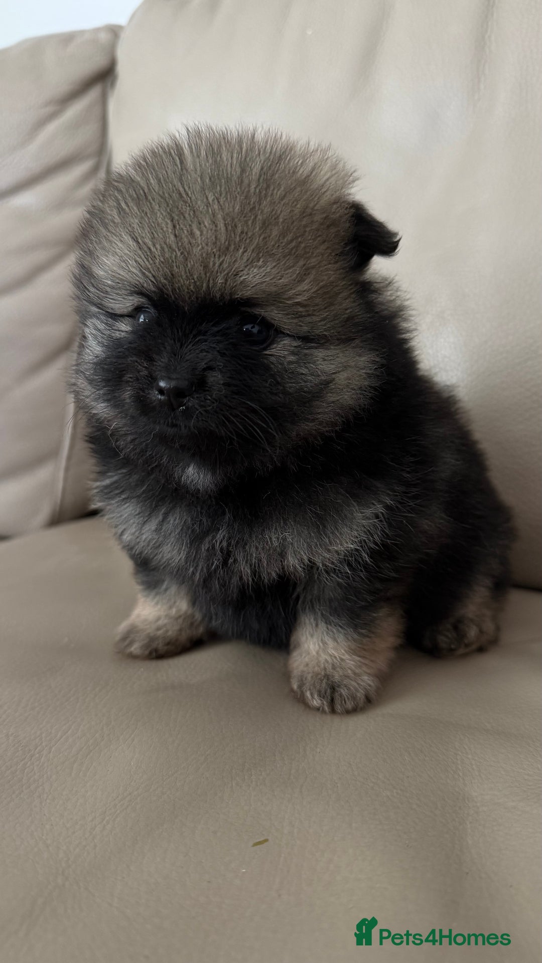 German Spitz dogs for sale: KC Reg Show Type German Spitz (Klein) For Sale. - Image 2