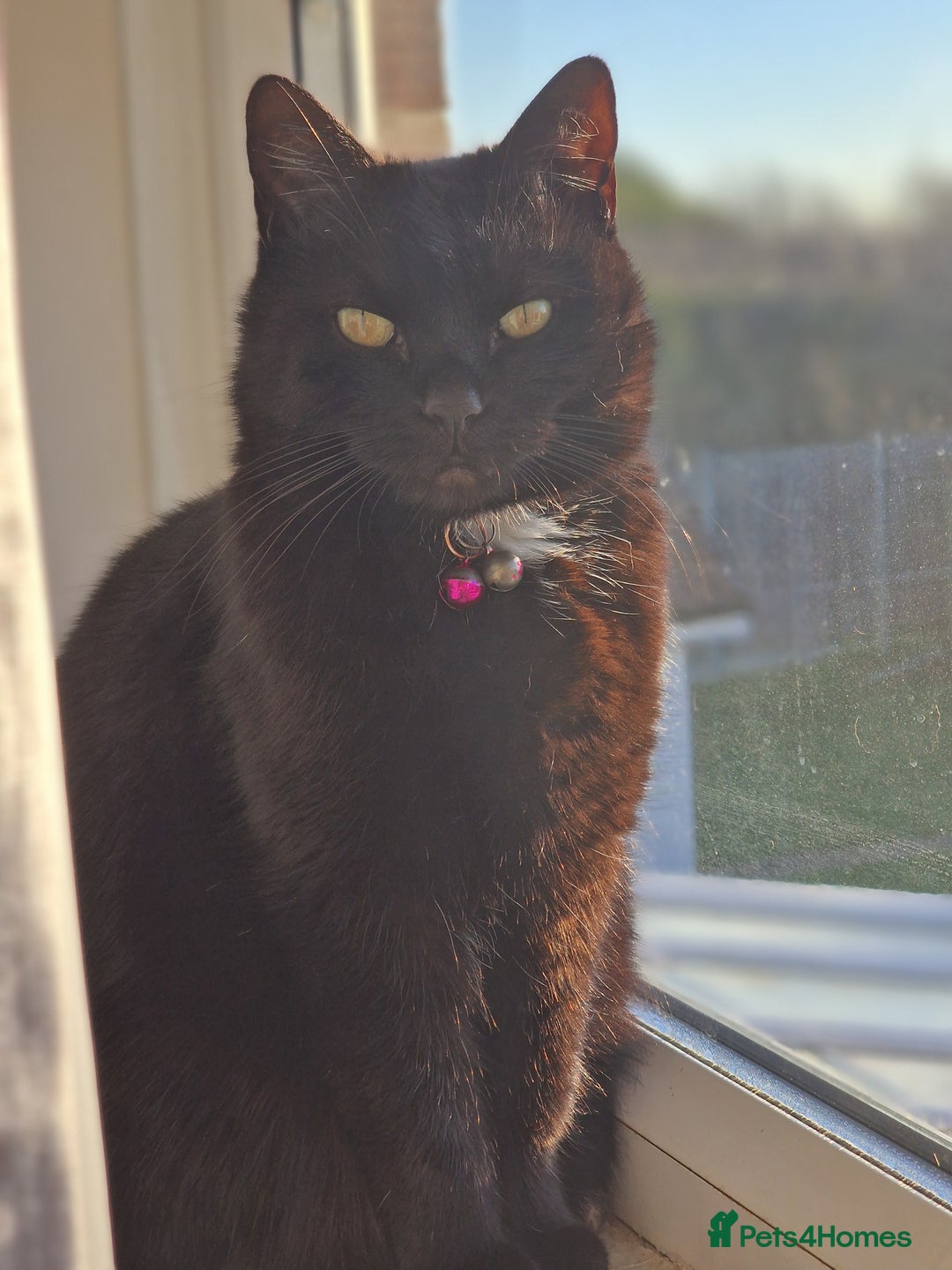 Mixed Breed cats for sale: Cat for rehoming - Advert 6