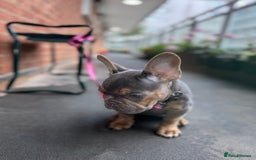 French Bulldog dogs for sale: French bulldog female puppy  - Image 4