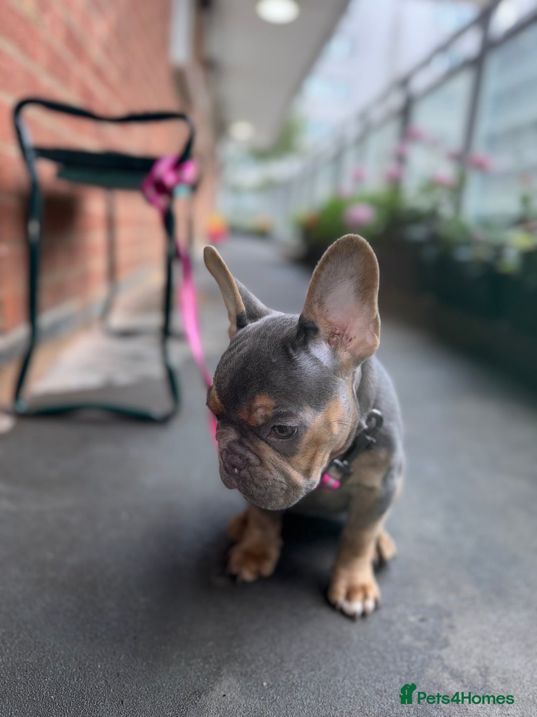 French Bulldog dogs for sale: French bulldog female puppy  - Image 4