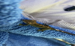Gecko reptiles for sale: Tuko the crested gecko - Image 12