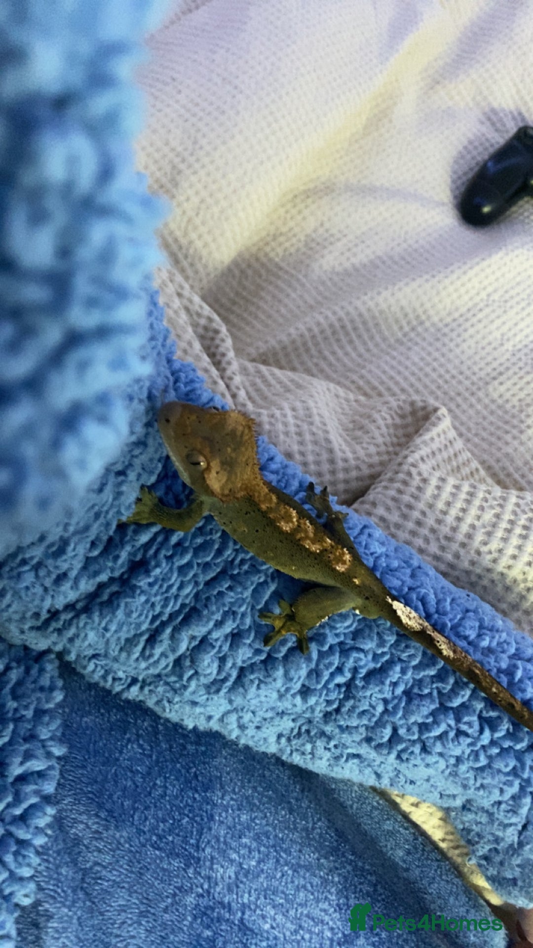 Gecko reptiles for sale: Tuko the crested gecko - Image 12