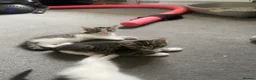 Mixed Breed cats for sale: tabby kittens - Advert 5
