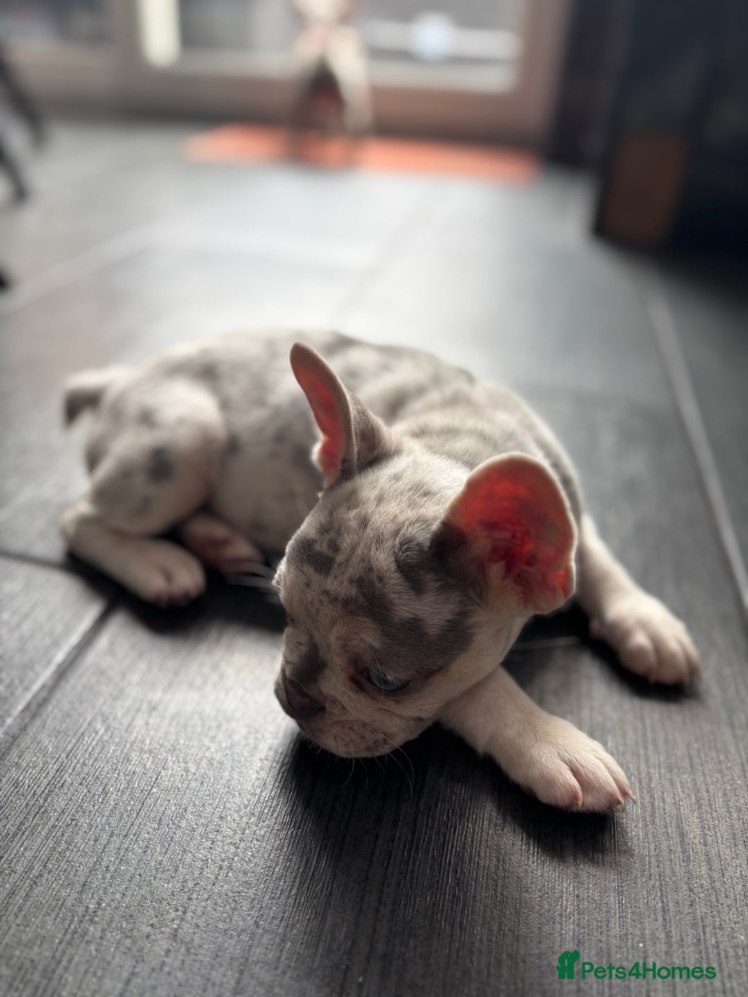 French Bulldog dogs for sale: French Bull Dog Puppies! - Image 11