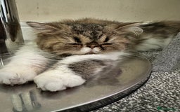 Persian cats for sale: Cute Lazy Persion Boy - Image 13