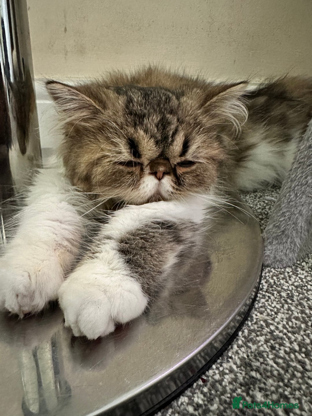 Persian cats for sale: Cute Lazy Persion Boy - Image 13