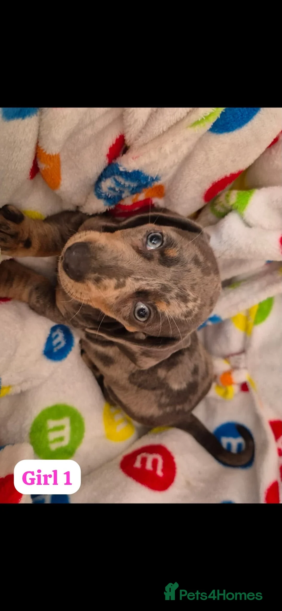 Dachshund dogs for sale: Dachshund puppies  - Advert 7
