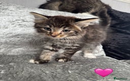 Mixed Breed cats for sale: Cute Kittens (all available) 5 female and 4 male - Image 5