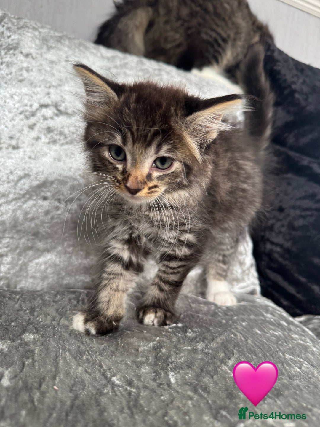 Mixed Breed cats for sale: Cute Kittens (all available) 5 female and 4 male - Image 5
