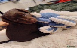 Mixed Breed dogs for sale: Very rare Black Cockerpoo and Chocolate puppies - Image 5
