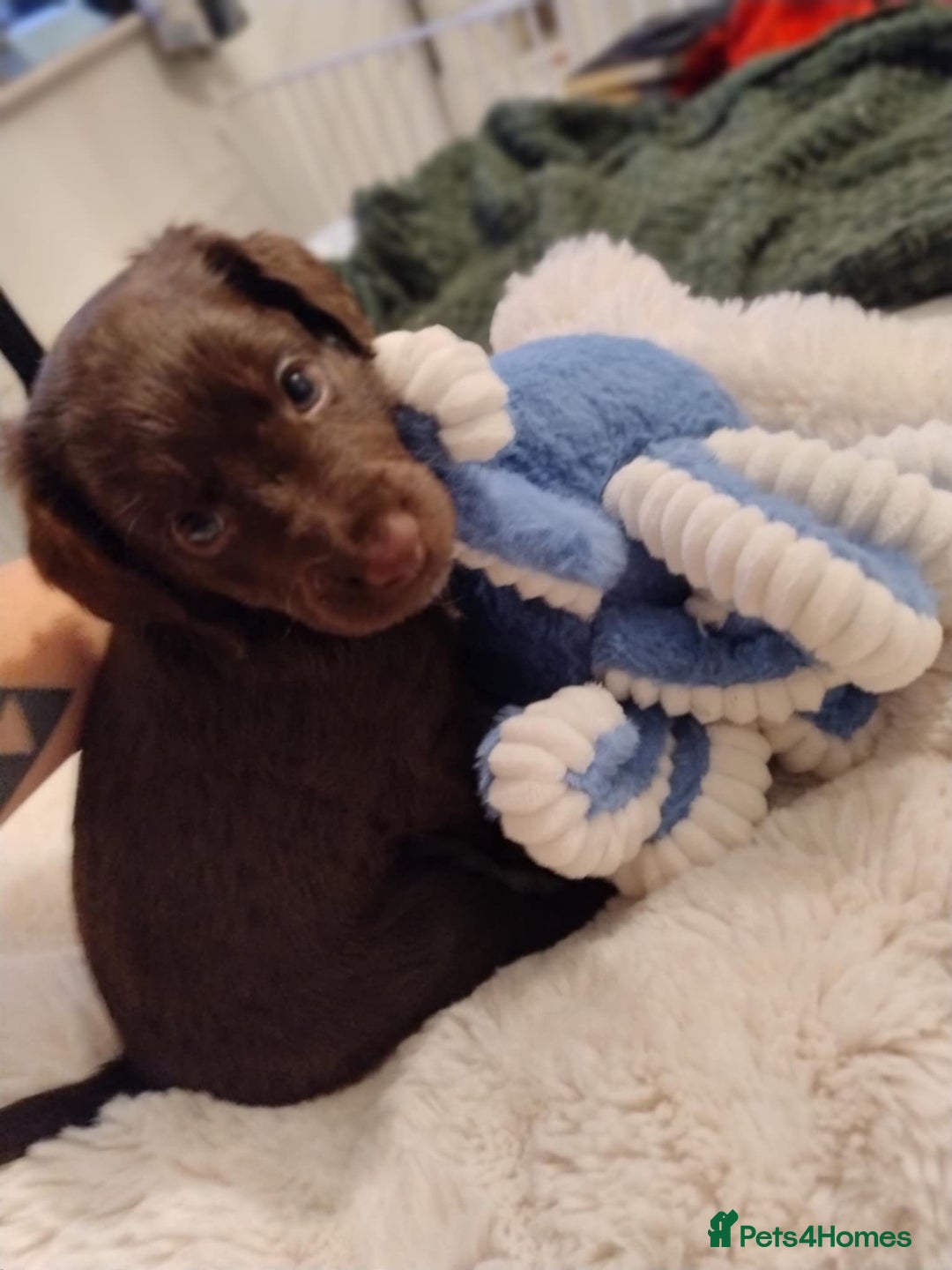 Mixed Breed dogs for sale: Very rare Black Cockerpoo and Chocolate puppies - Image 5