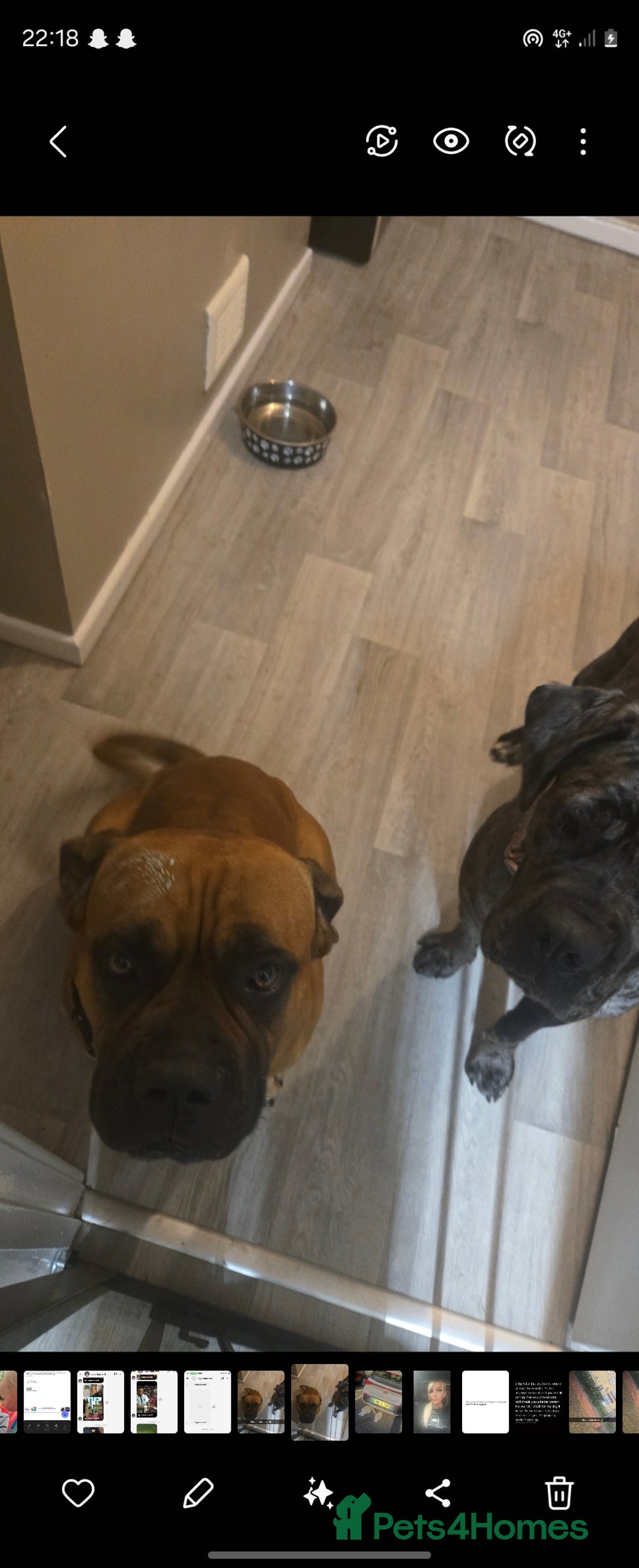 Cane Corso dogs for sale: Merle cane corso - Image 5