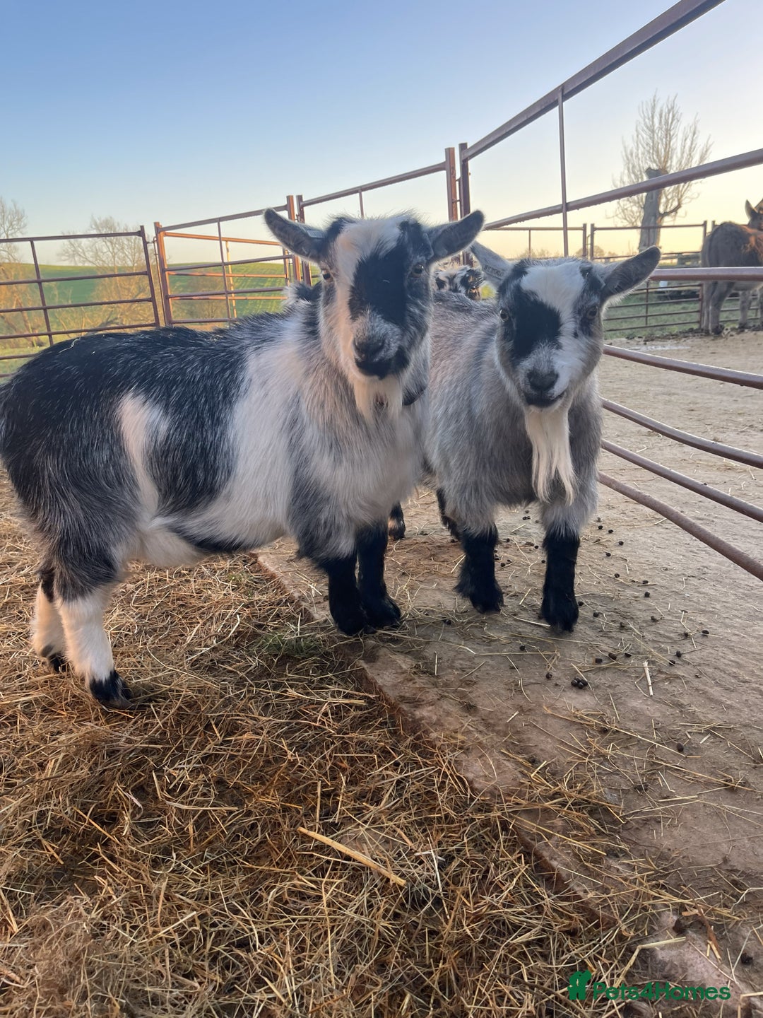 Goats livestock for sale: 4 Pygmy Goats for Sale – - Advert 2