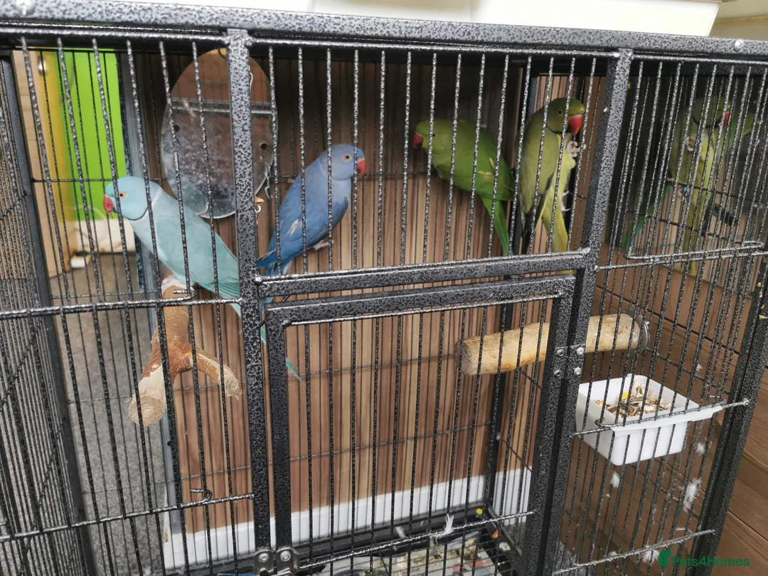 Ringnecks birds for sale: Indian Ringneck Birds - Advert 1
