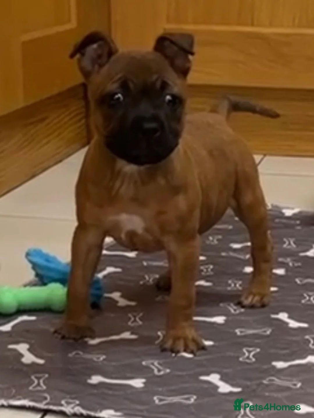 Staffordshire Bull Terrier dogs for sale: 7 Red Staffordshire Bull Terrier pups  - Advert 35