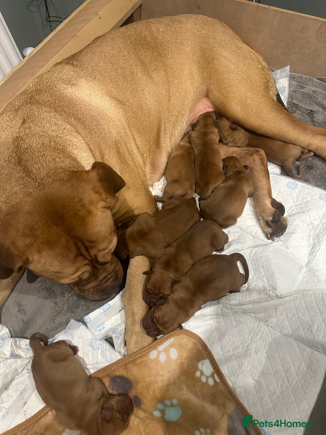 Dogue De Bordeaux dogs for sale: CHAMPION BLOODLINE chunky Dogue de Bordeaux Pup - Advert 4