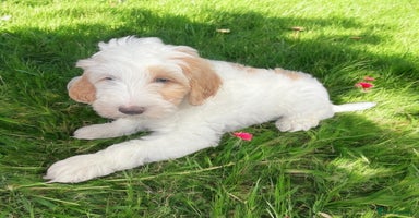 Australian Labradoodle dogs - Advert 15