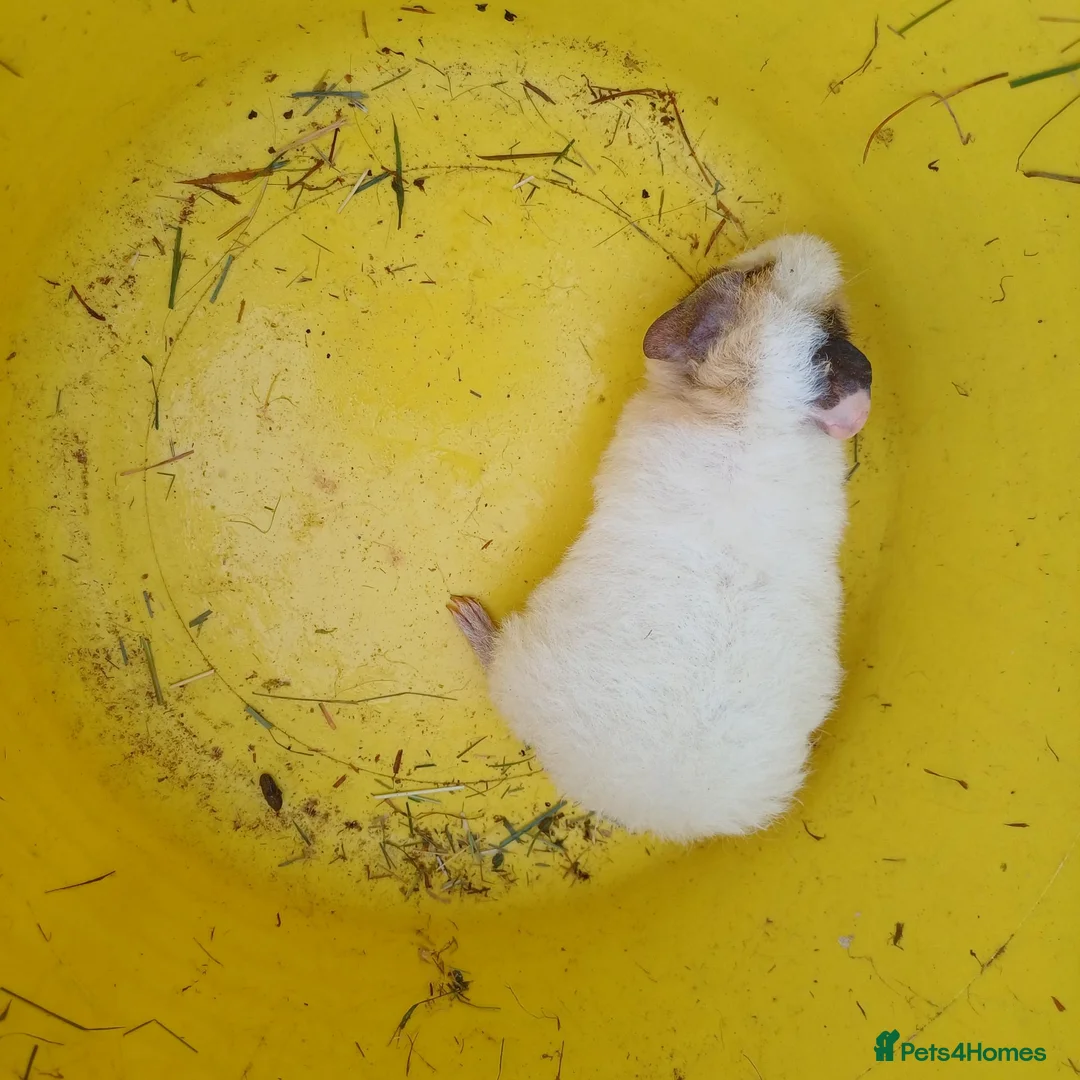 Guinea Pig rodents for sale: Baby boy guinea pigs  available soon - Advert 2