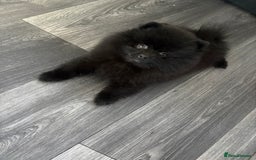 Pomeranian dogs for sale: Beautiful Pomeranian  - Image 4