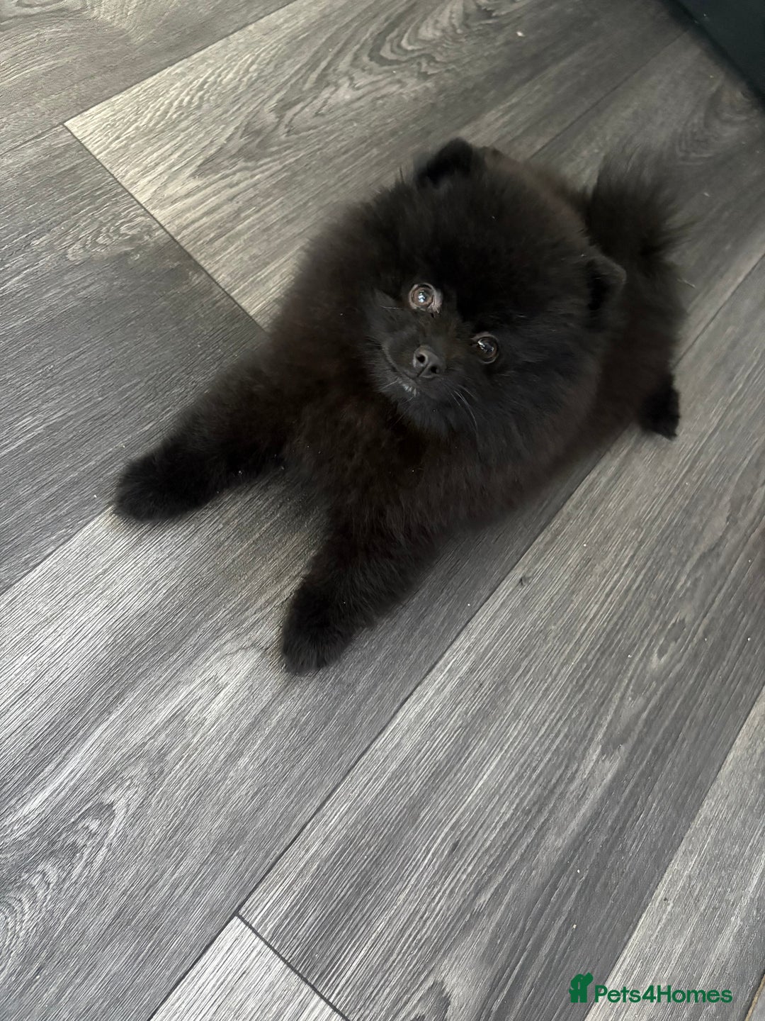 Pomeranian dogs for sale: Beautiful Pomeranian  - Image 4