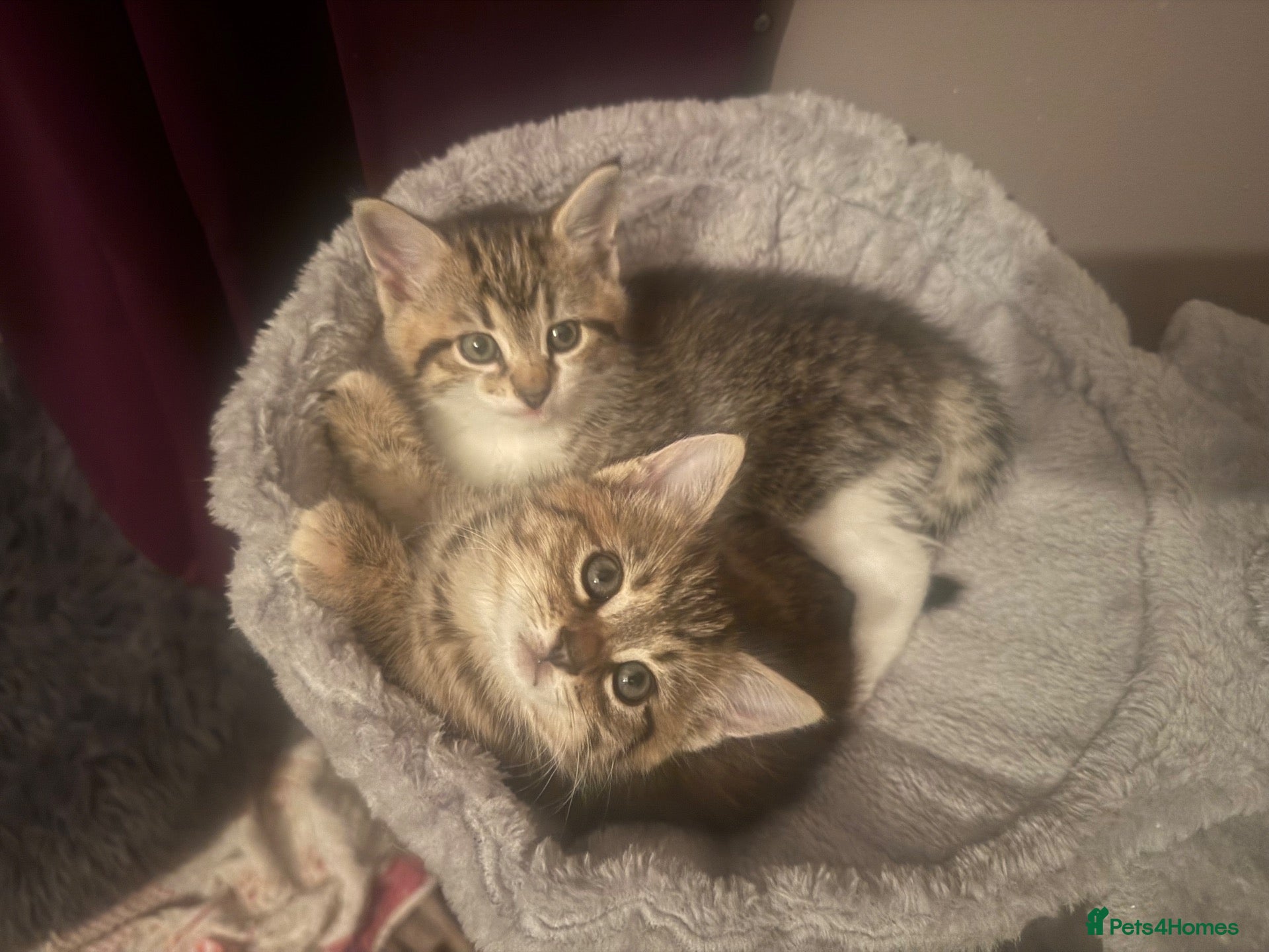 American Bobtail cats One boy one girl would love to go together !! - Advert 2