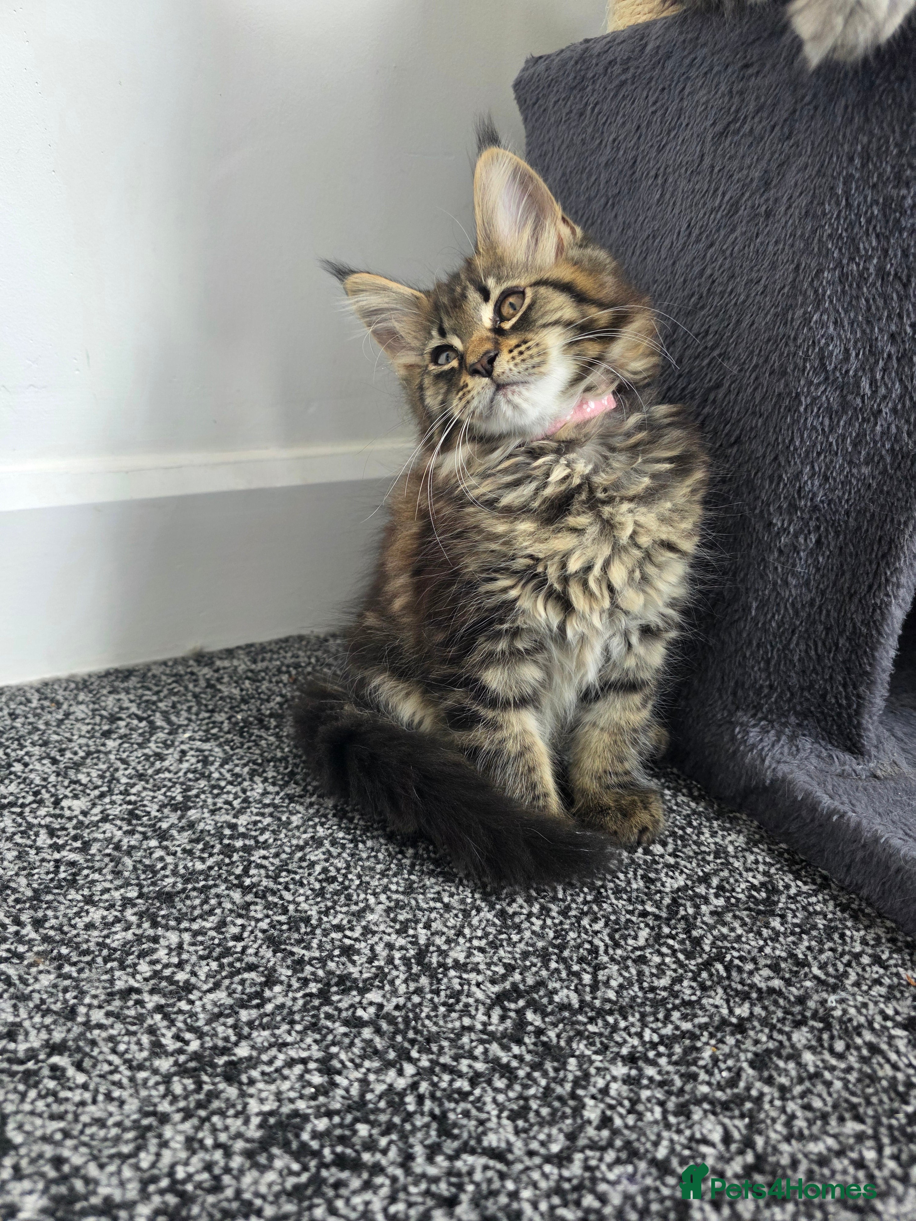 Maine Coon cats Maine coon pedigree kittens  - Advert 2