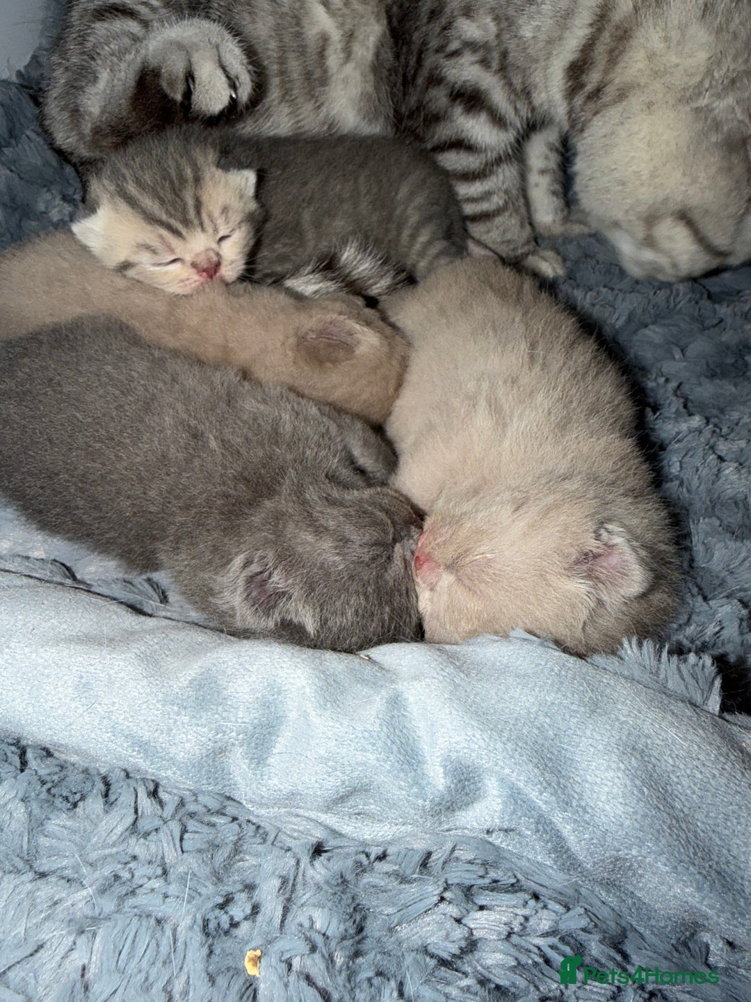 British Shorthair cats for sale: British short hair kittens  - Advert 1