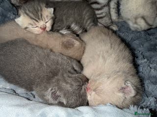 British Shorthair cats British short hair kittens - Advert 2