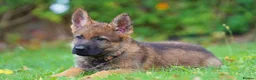 German Shepherd dogs for sale: German Shepherd puppies for sale!!! - Advert 6