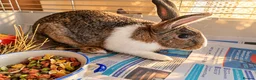 Mixed Breed rabbits for sale: 🐰💕Two Adorable Bunnies Looking for Home 🏡  - Advert 3